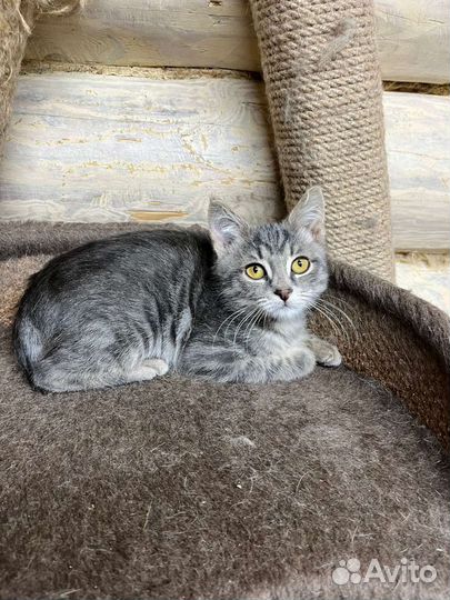 Котенок в дар