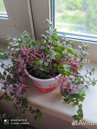 Каллизия