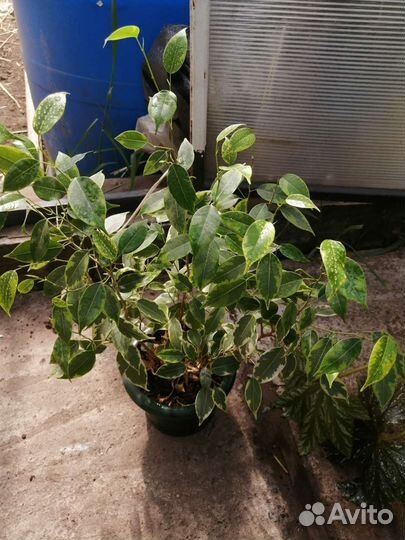 Бегония декоративно лиственная от 200