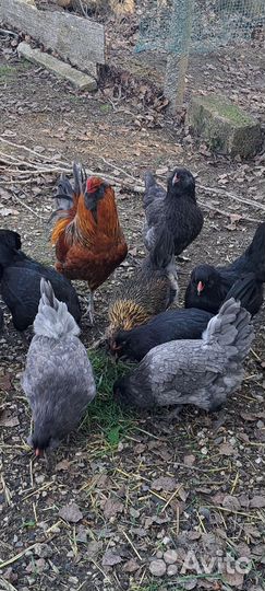 Амераукана