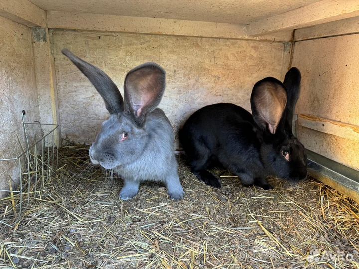 Кролики ризен