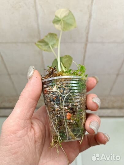 Алоказия Сильвер Дракон вариегатный