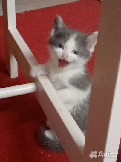 Котята