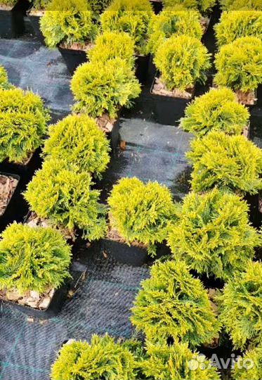 Туя шар Мириам