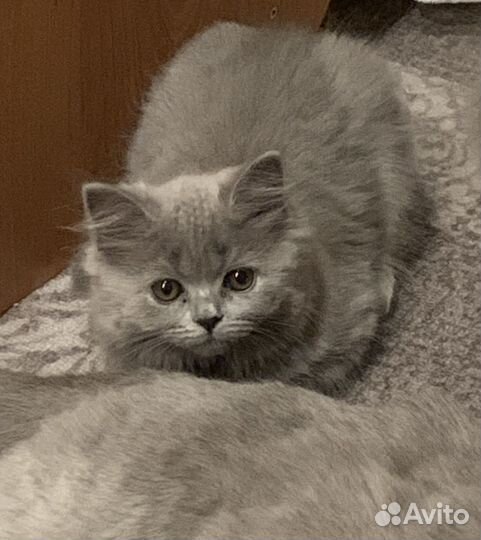 Британская кошка