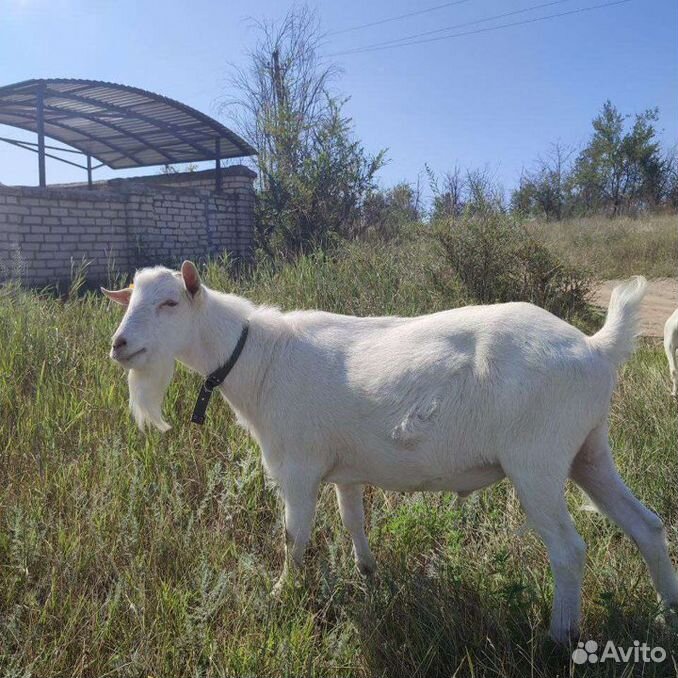 Козел зааненский