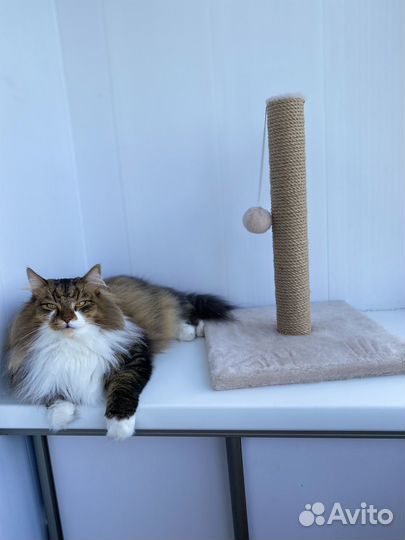 Petmil Когтеточка-столбик с игрушкой