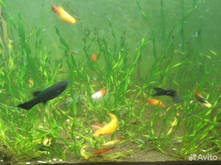 Аквариумные рыбки
