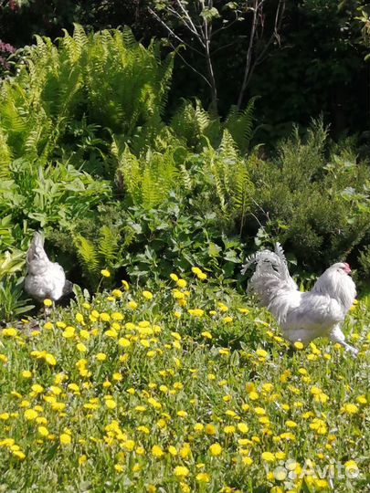 Амераукана лаванда, лакеданзи цыплята