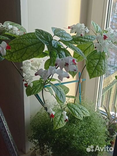 Клеродендрум Томпсона