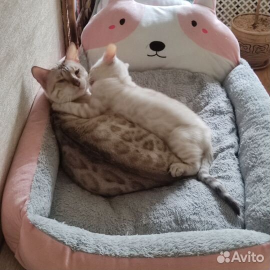 Бенгальские котята