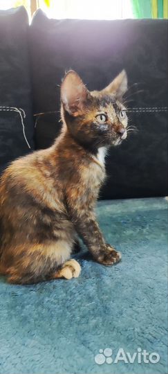 Котята, отдам бесплатно