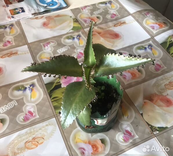 Каланхоэ лечебное