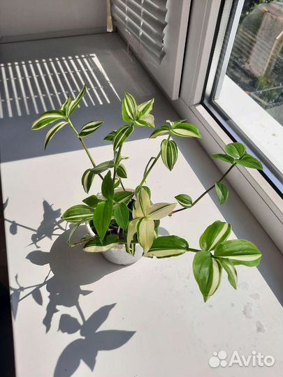 Традесканция белая