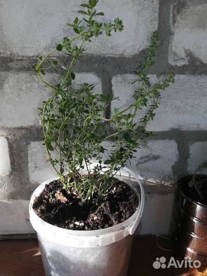 Чебрец (лимонно пахнущий)