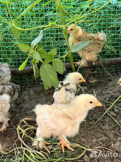 Цыплята