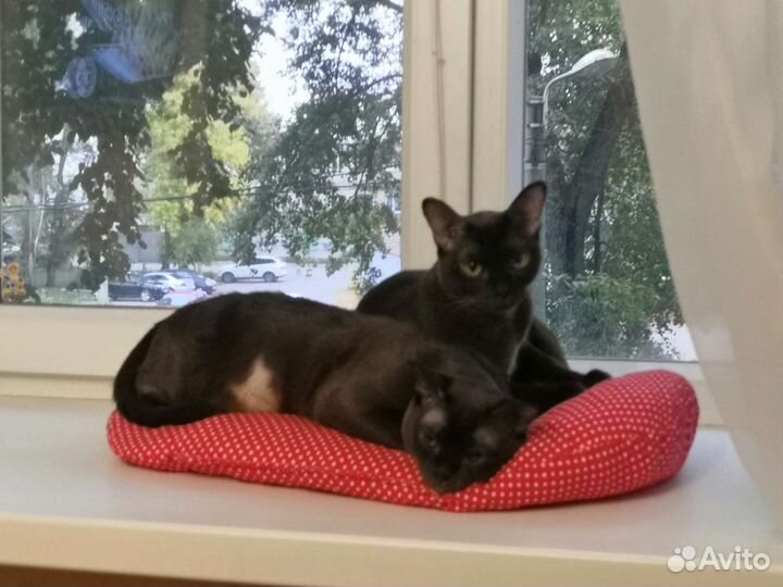 Бурманская кошка