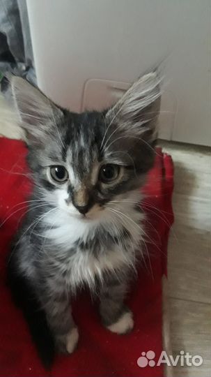 Котята в добрые руки бесплатно