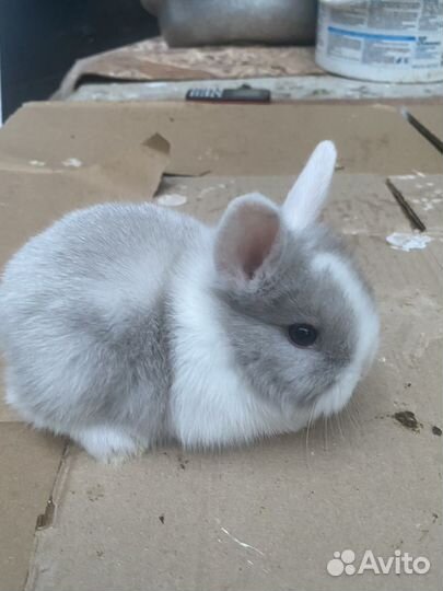 Кролики мини
