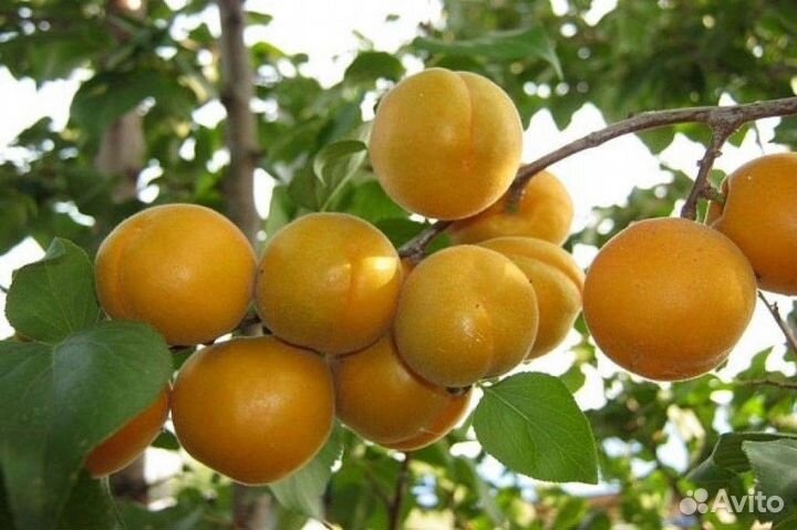 Саженцы Абрикос Ранний