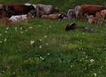 Коровы теленки телки бычки