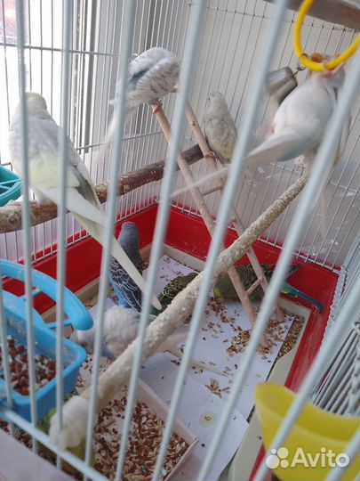 Волнистый попугай