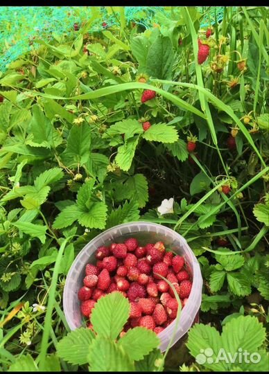 Рассада земляники