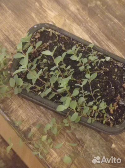 Домашние растения