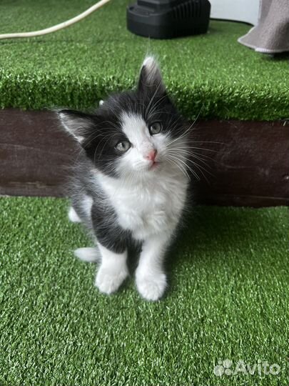 Котенок мальчик