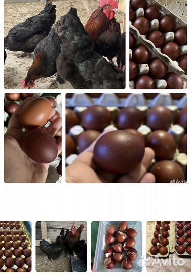 Семья Мараны молодняк