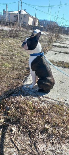 Бостон терьер,вязка