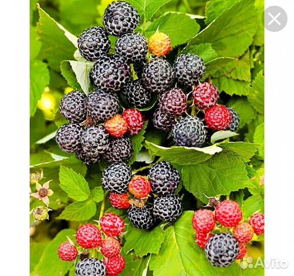 Саженцы ежемалины Кумберленд