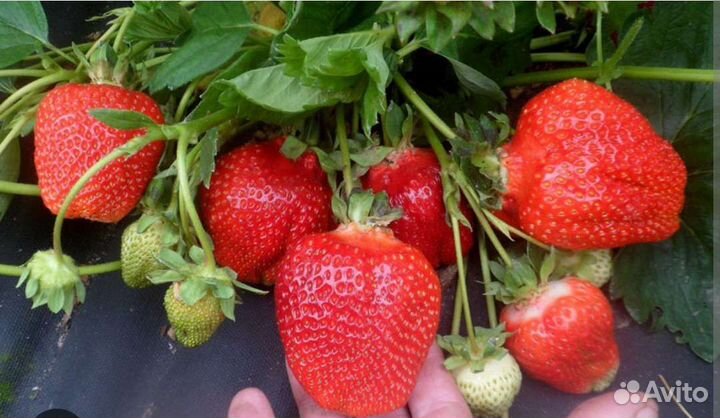 Крупная сладкая клубника/альбион