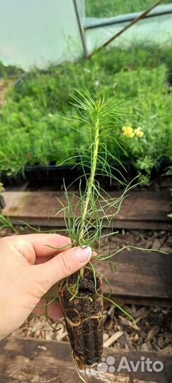 Саженцы ели европейской зкс от производителя