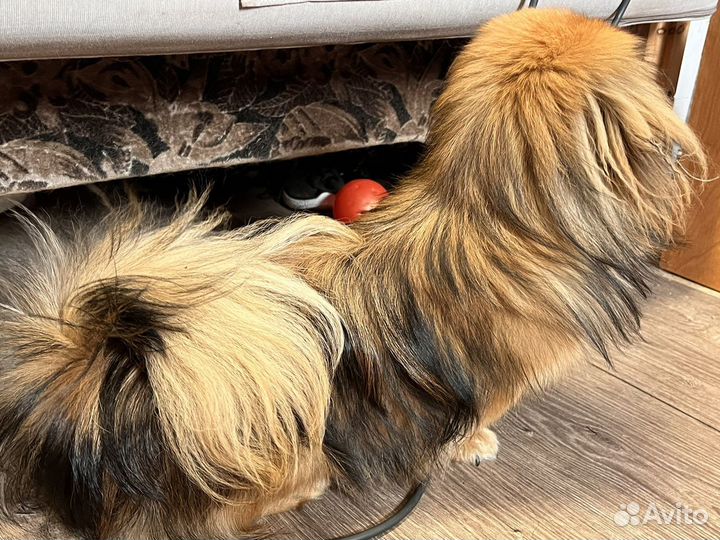 Вязка пекинес