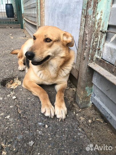 Нежная собака ждёт в приюте