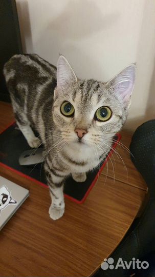 Кошка в дар