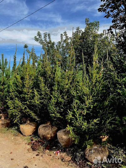 Ель из питомника 3.85 метра