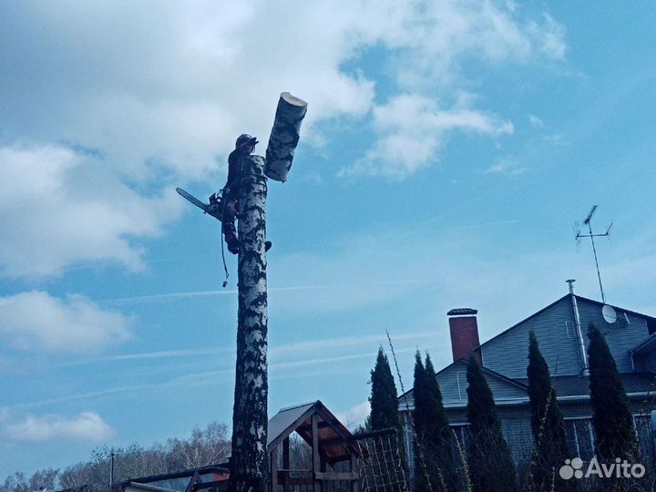 Спил деревьев, валка деревьев