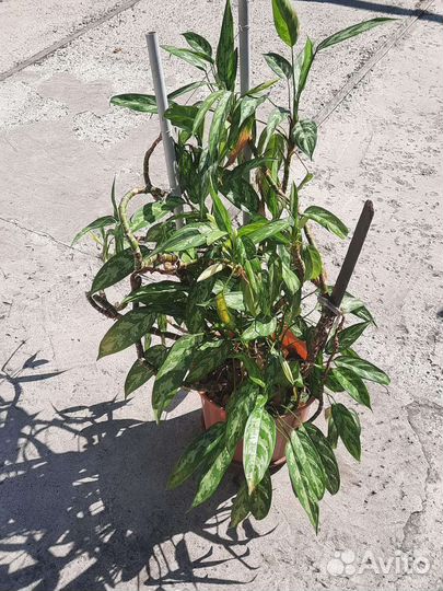 Комнатное растение аглаонема