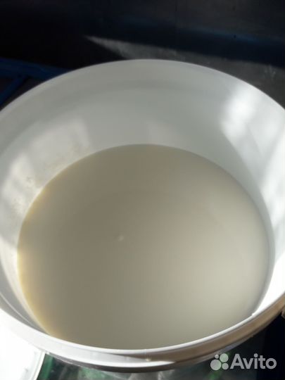 Молоко домашнее коровье цельное 30 литров в день