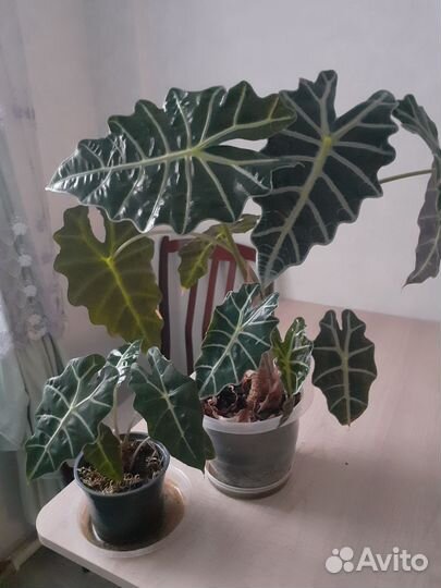 Алоказия Полли