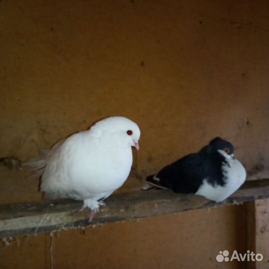 Голуби