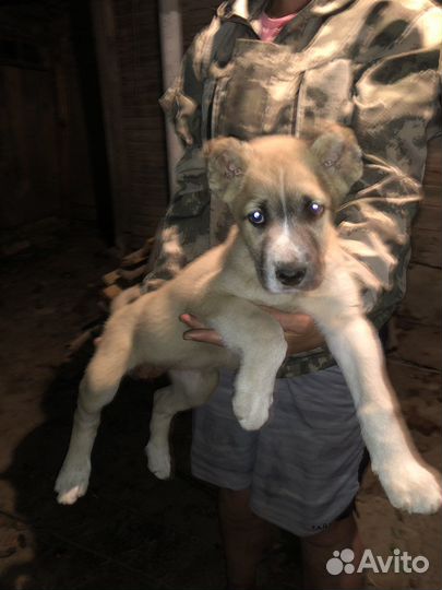 Щенки Среднеазиатская овчарка