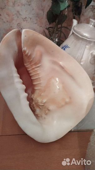 Ракушка,тигр