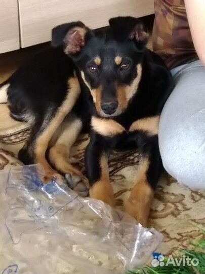 Собака в добрые руки