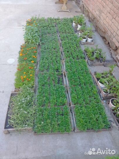 Рассада цветы