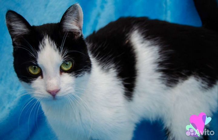 Кошка Фиса, 1.5 года, ласковая и изящная