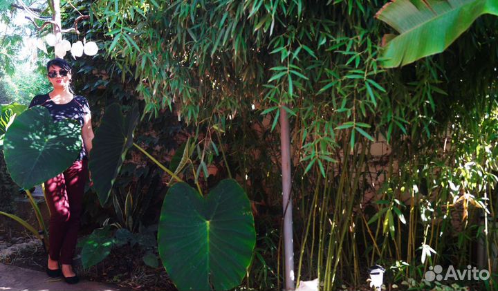 Бамбук вечнозелёный (Китайский) Филлостахис