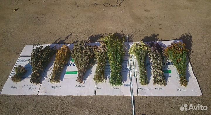 Донник трава для бани со склада в Челябинске оптом